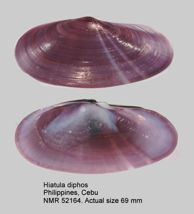 Hiatula diphos.jpg - Hiatula diphos(Linnaeus,1771)